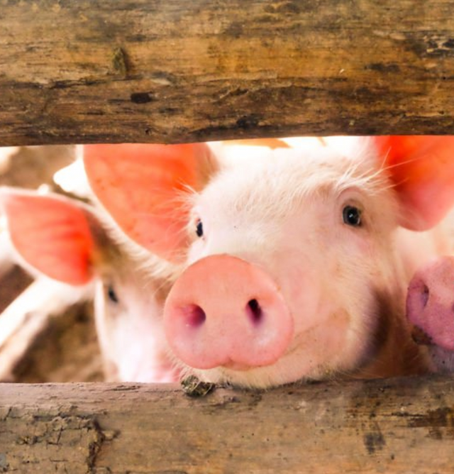 Adopted pet in loving home